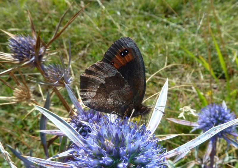 Erebia neoridas sibyllina